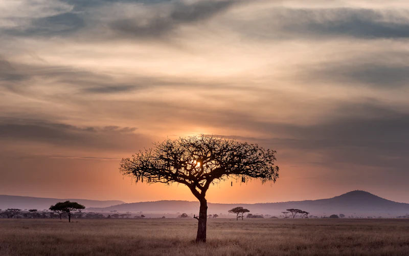 Acacia nella savana africana al tramonto