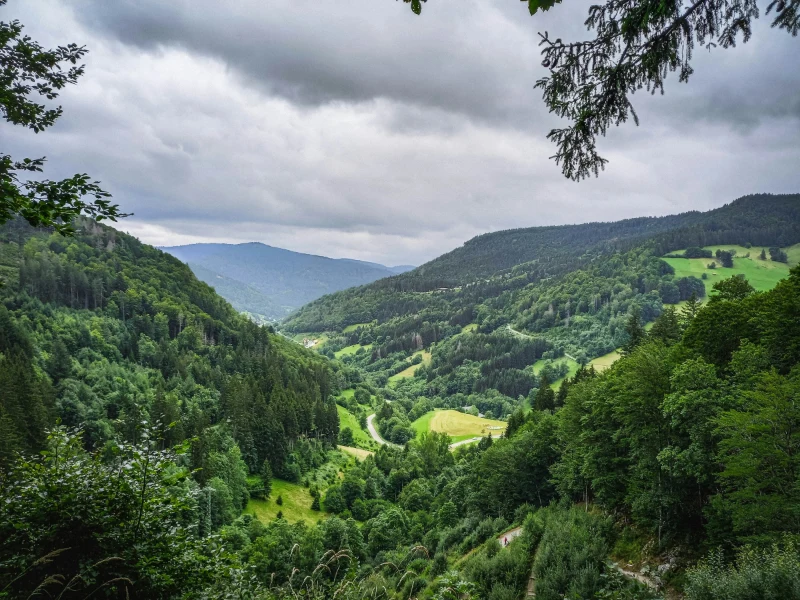 Foresta Nera