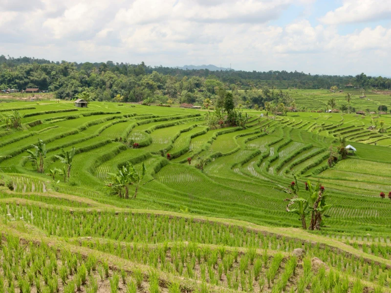 Ubud e risaie di Jatiluwih