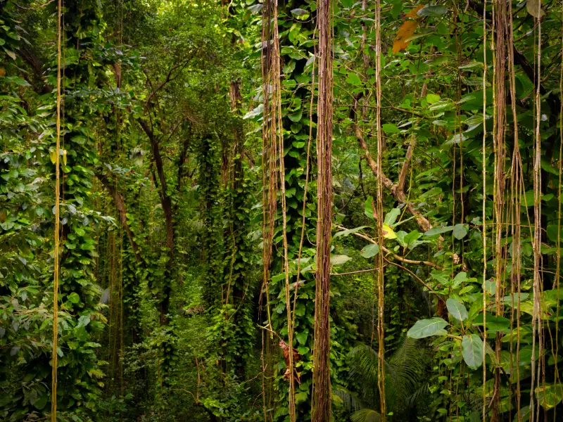 Vallée de Mai (Praslin)