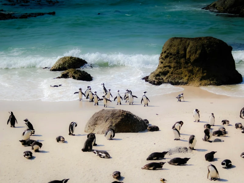 Capo di Buona Speranza e Boulders Beach