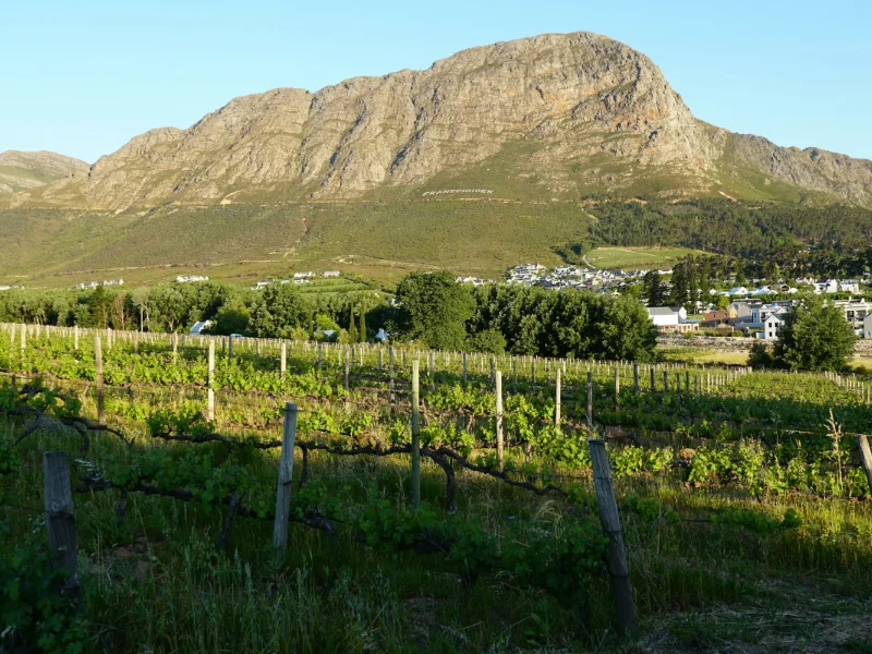 Winelands: Stellenbosch e Franschhoek