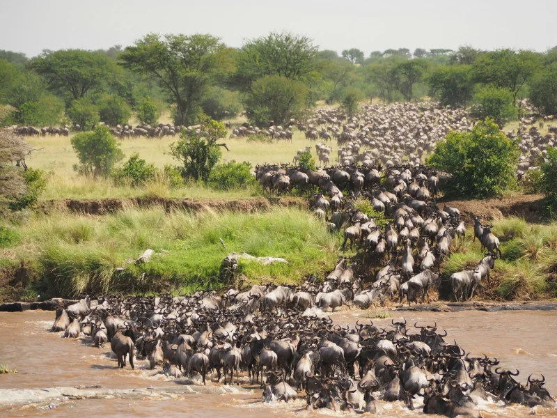 Parco Nazionale del Serengeti