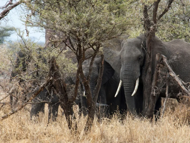 Parco Nazionale di Tarangire