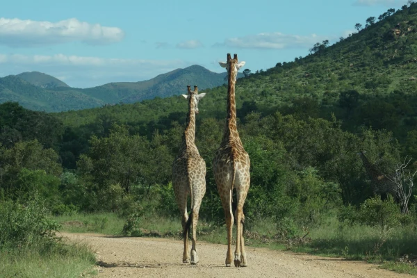 Sudafrica