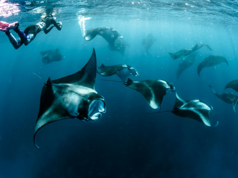 Maldive - scorcio