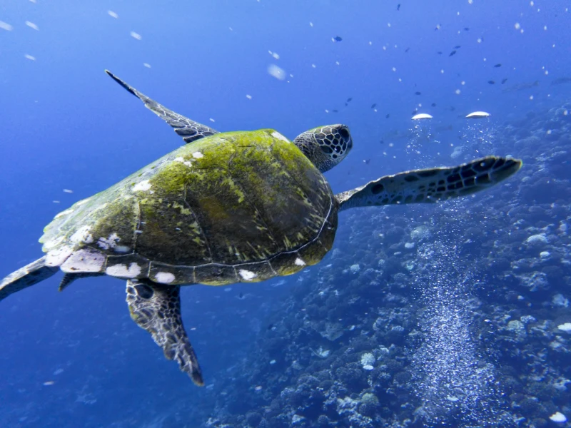 Polinesia Francese - scorcio