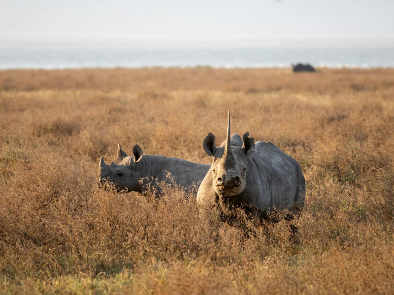 Tanzania - scorcio