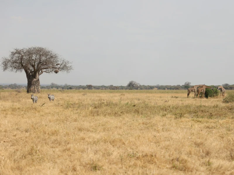 Tanzania - scorcio