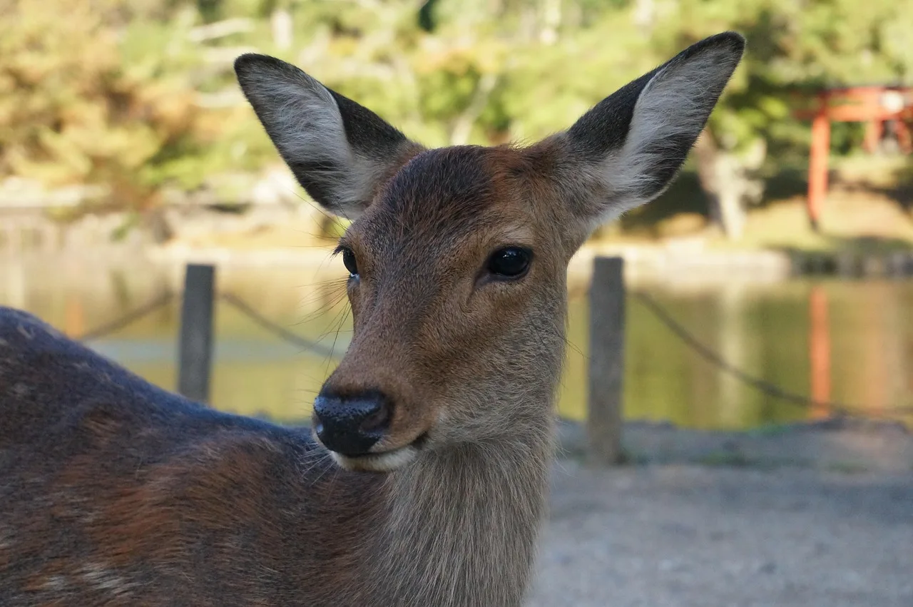 Cervo nel parco di Nara