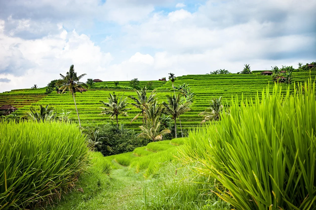 Terrazze di riso a Bali