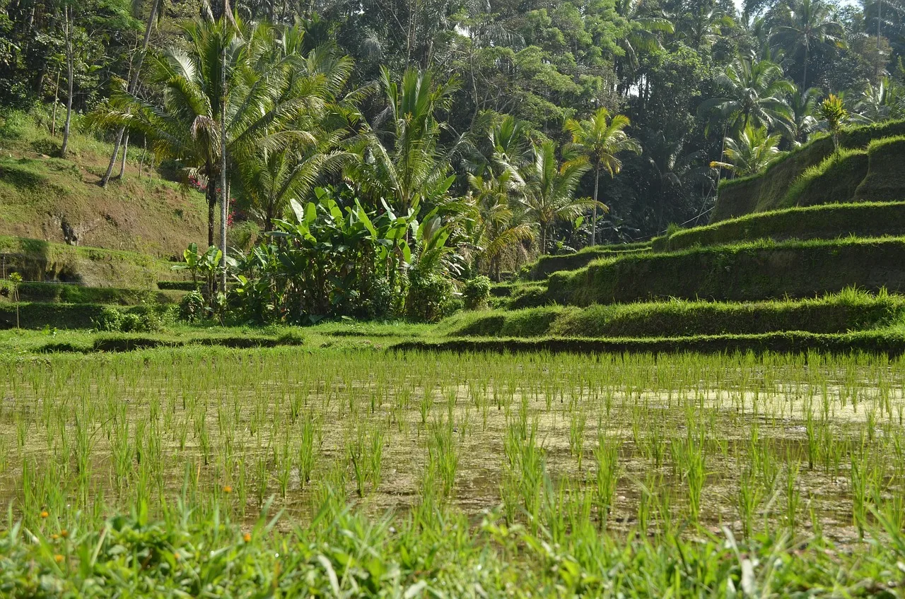 Risaie nel verde di Bali