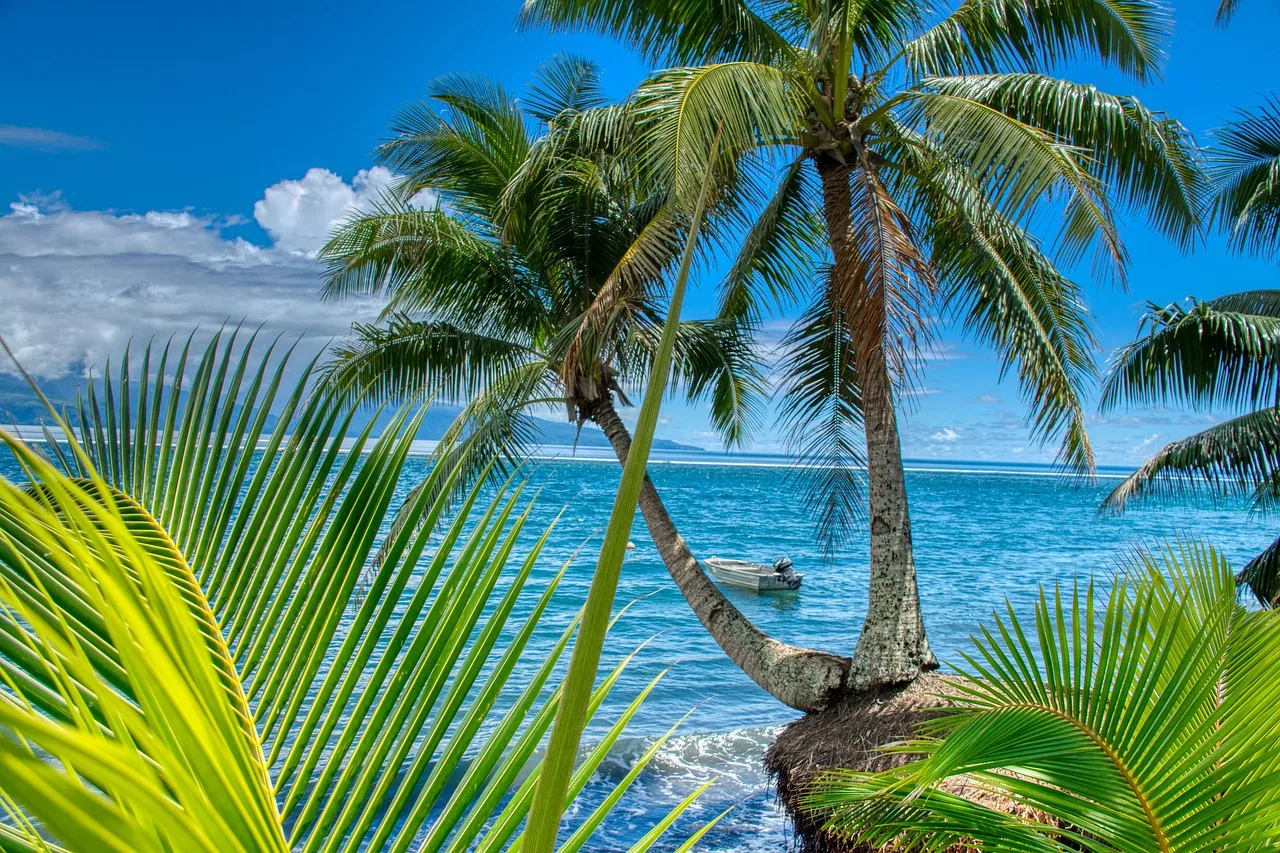 Palme e mare turchese