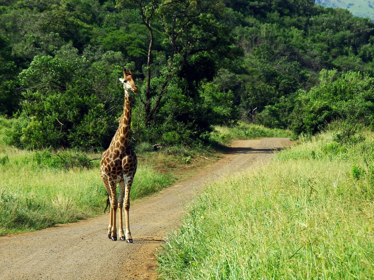 Giraffa su un sentiero del bush
