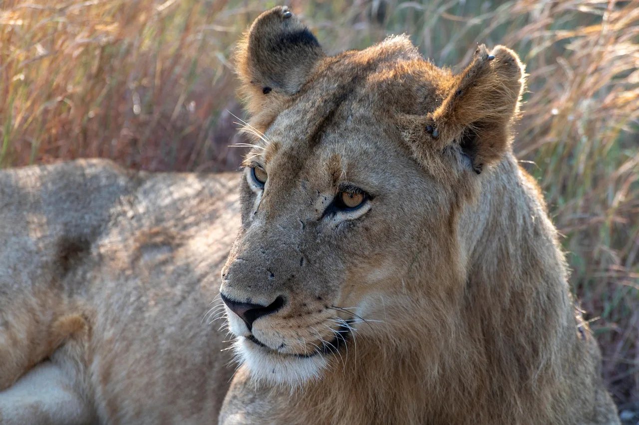 Giovane leone nella savana